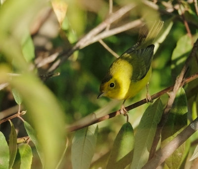 Wilsons Warbler, first-cycle male