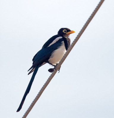 Yellow-billed Magpie