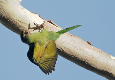 Red-masked Parakeet, first-cycle