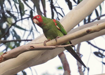 Red-masked Parakeet