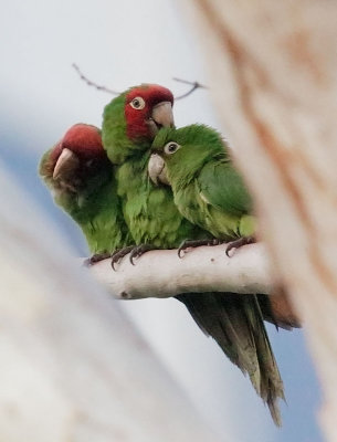 Red-masked Parakeets