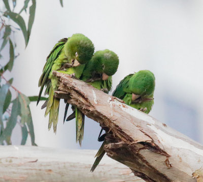 Red-masked Parakeets, first-cycle