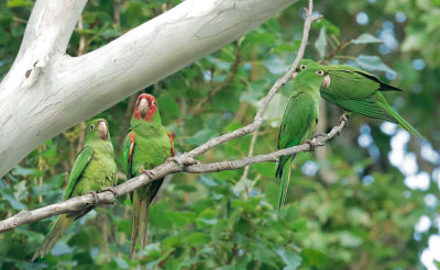 Red-masked Parakeets, adult and three first-cycle