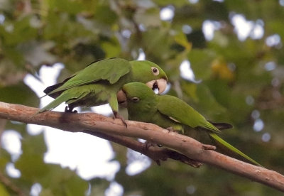Red-masked Parakeets, first-cycle