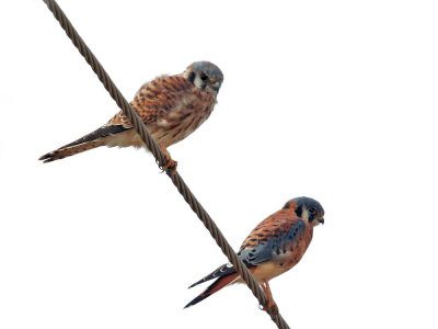 American Kestrels, pair