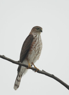 Cooper's Hawk, juvenile