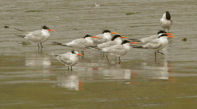 Elegant Terns, near breeding plumage