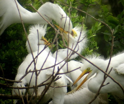 Great Egrets, Nesting