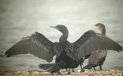 Neotropic Cormorants