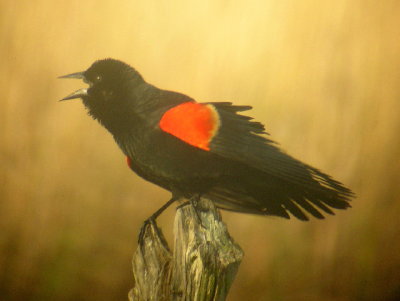 Red-winged Blackbird, male singing