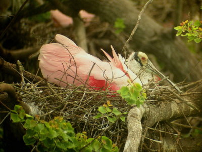 Roseate Spoonbill, Nest