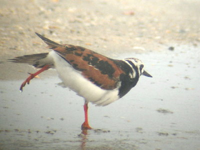 Ruddy Turnstone, breeding plumage