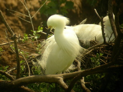 Snowy Egrets, nesting
