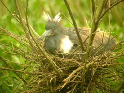 Tricolored Heron, nesting