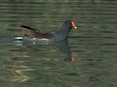 Common Gallinule