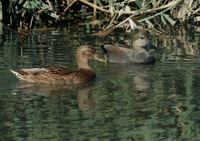 Gadwalls, pair