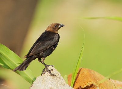 Brown-headed Cowbird