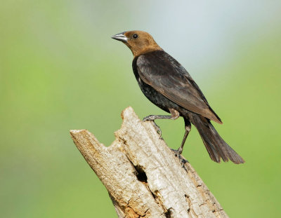 Brown-headed Cowbird