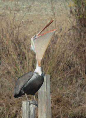 Brown Pelican, head throw
