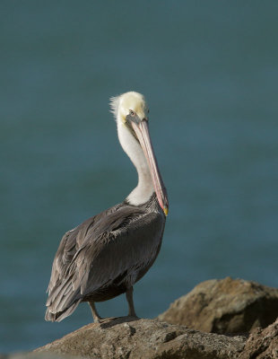 Brown Pelican