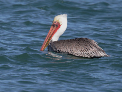 Brown Pelican