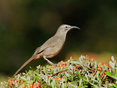 California Thrasher