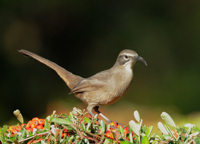 California Thrasher