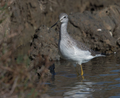Greater Yellowlegs