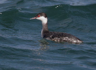 Horned Grebe