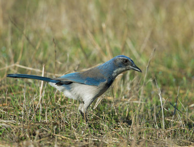 California Scrub-Jay