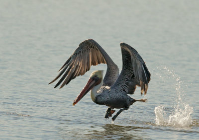 Brown Pelican, taking off