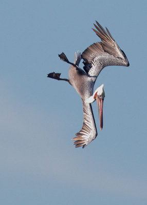 Brown Pelican, diving