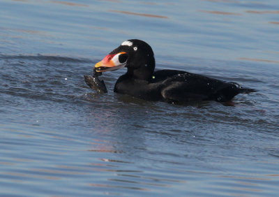 Surf Scoter, male with mussel