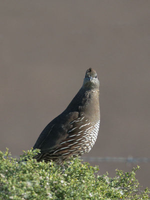 California Quail, female