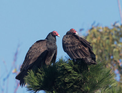 Turkey Vultures, pair