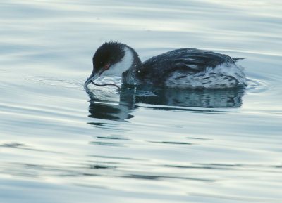 Horned Grebe, with prey