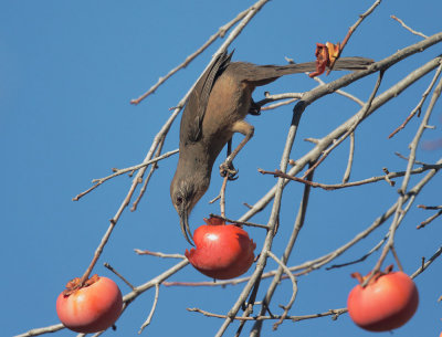 California Thrasher