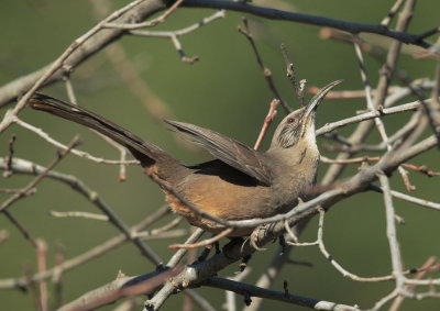 California Thrasher