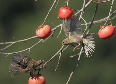 Golden-crowned Sparrows, fighting