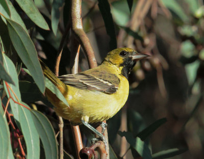 Orchard Oriole, first-cycle male
