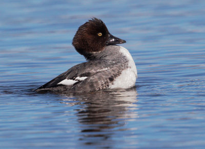 Common Goldeneye, first-cycle female displaying