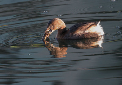 Pied-billed Grebe, with crayfish