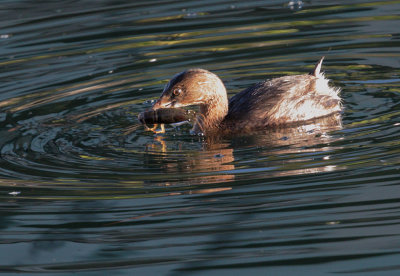 Pied-billed Grebe, with crayfish