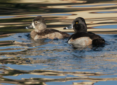 Ring-necked Ducks, pair