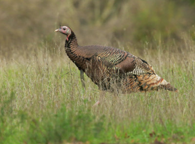 Wild Turkey, male, breeding plumage