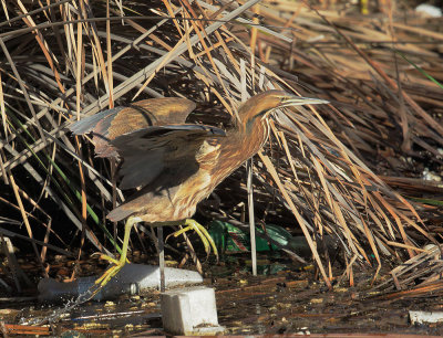 American Bittern, taking off