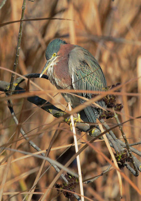 Green Heron