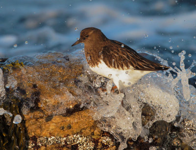 Black Turnstone, in breaking surf