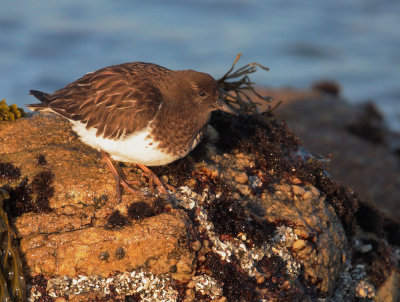 Black Turnstone