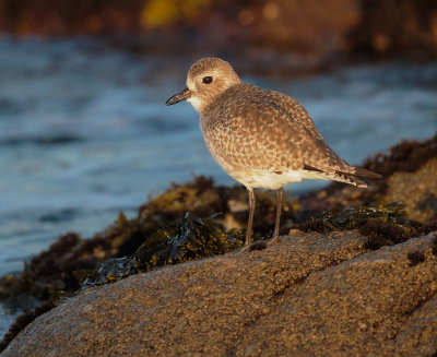 Black-bellied Plover